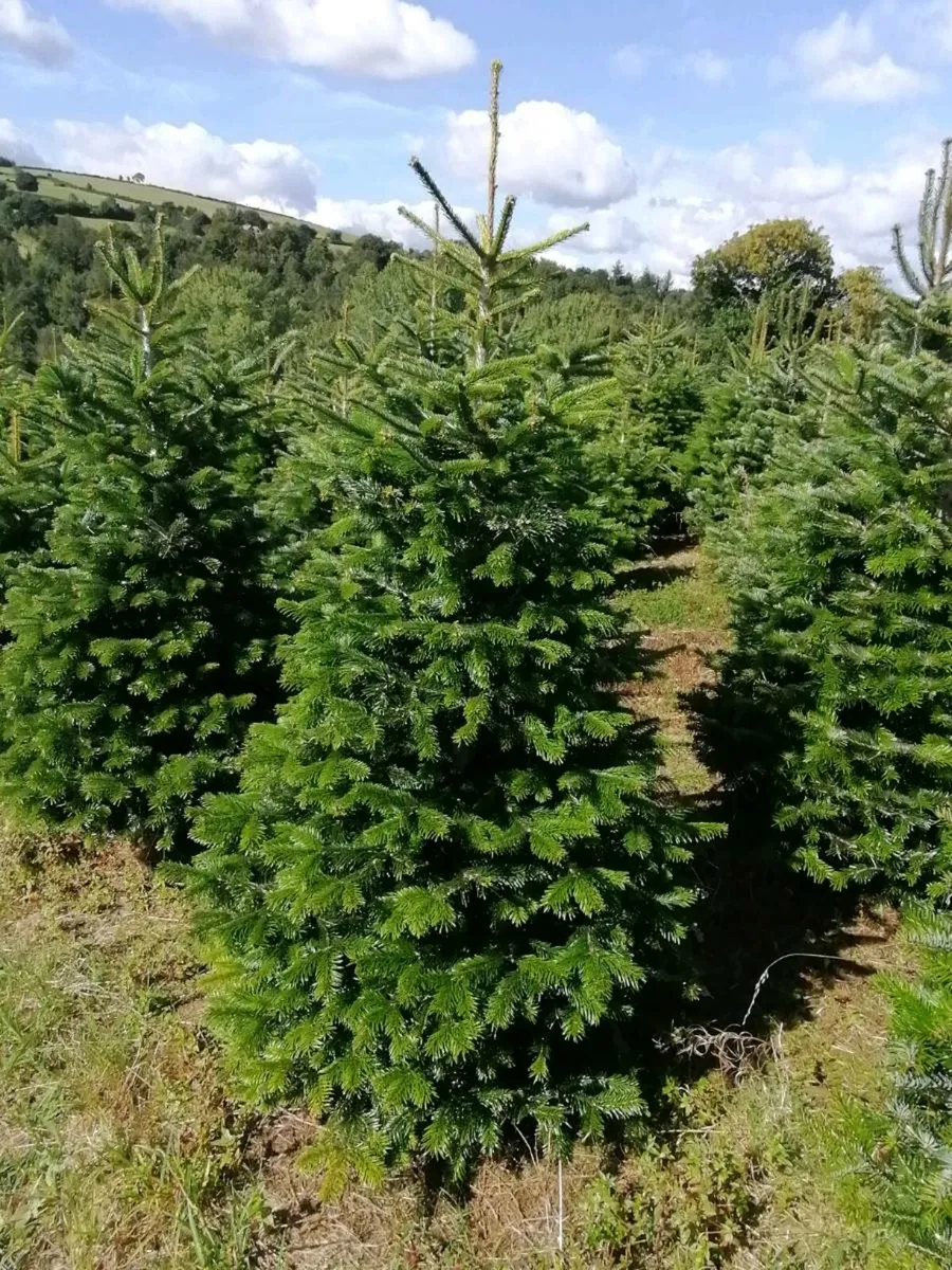 Christmas trees - Image 1
