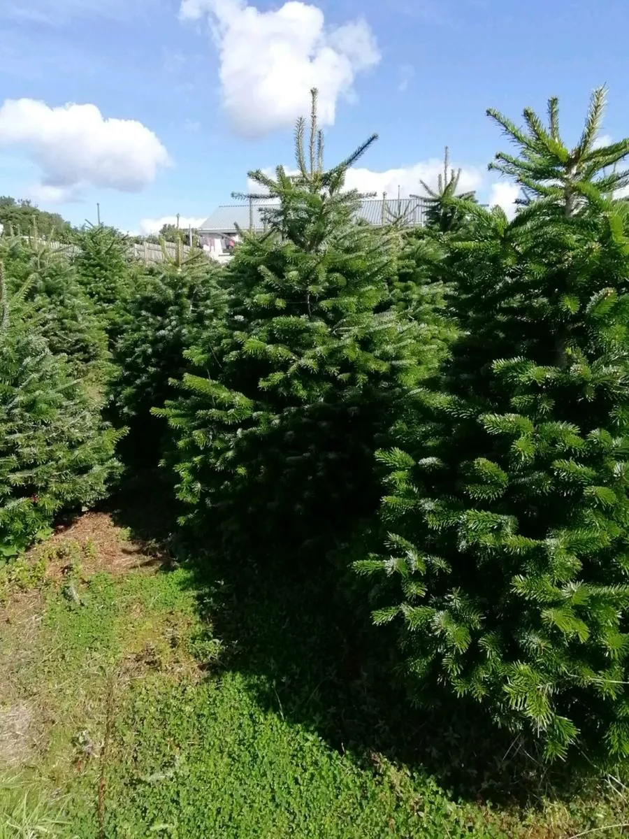 Christmas trees - Image 2