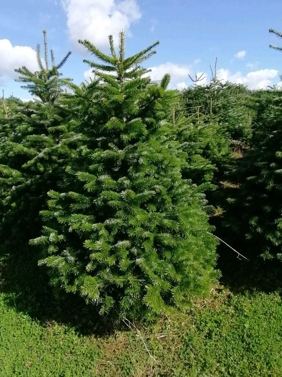 Christmas trees - Image 3