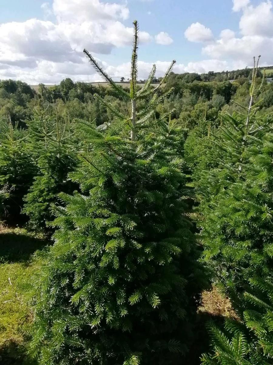 Christmas trees - Image 4