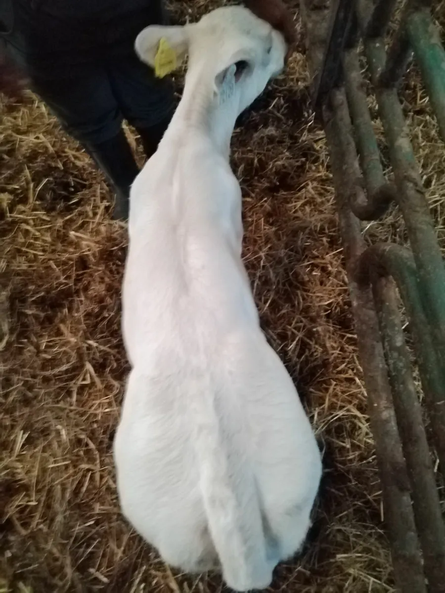 Calf - Image 2