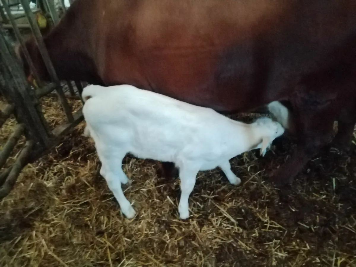 Calf - Image 3