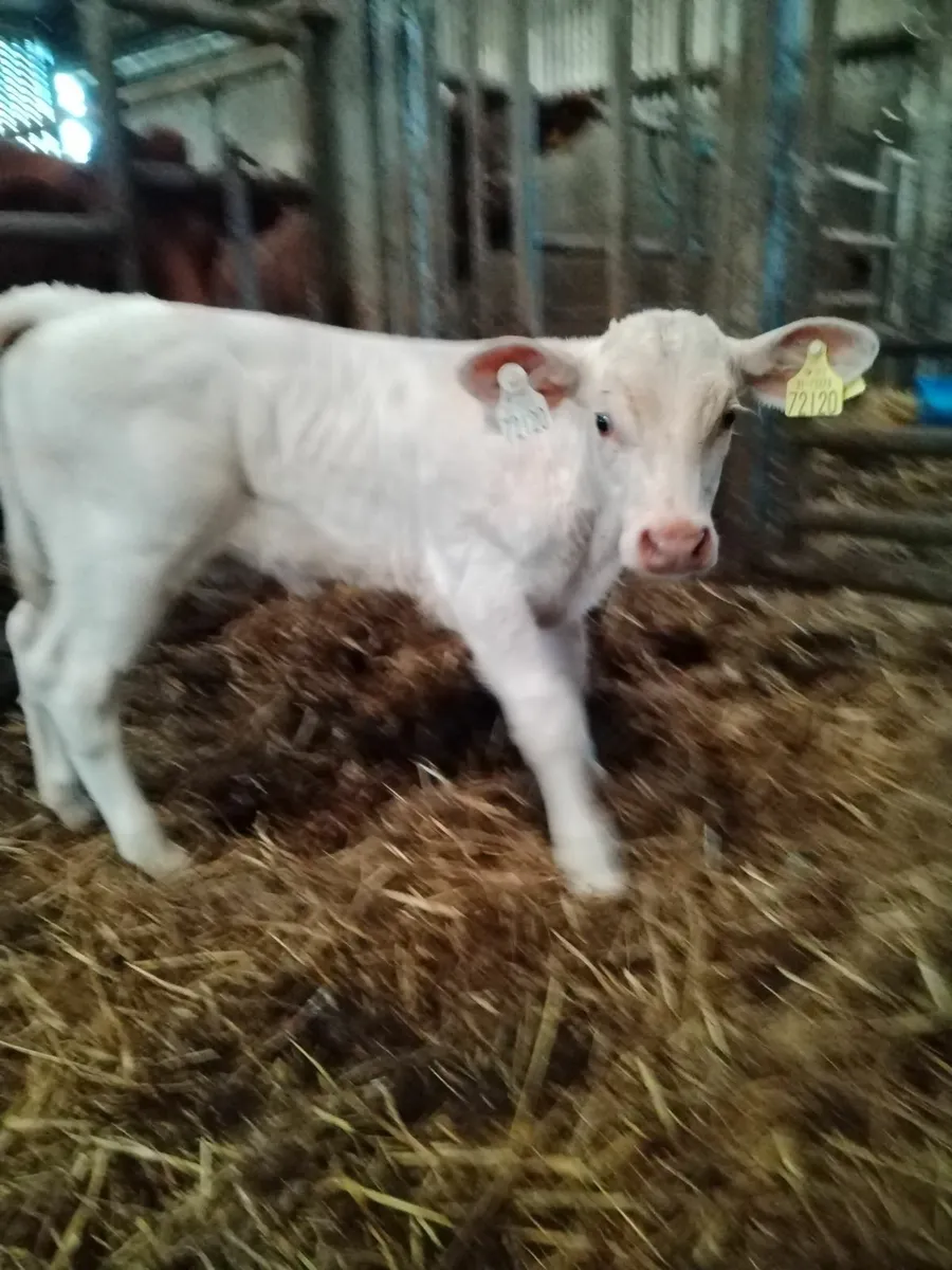 Calf - Image 1