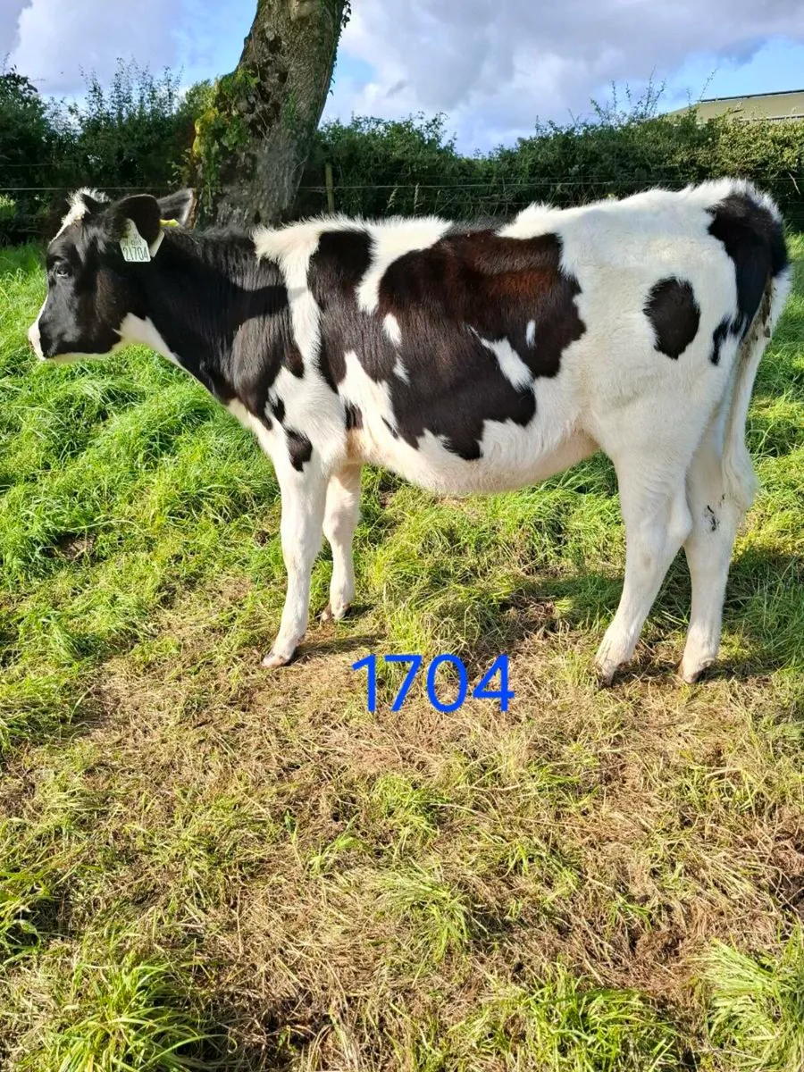 4-5 month FR Heifer calves - Image 1