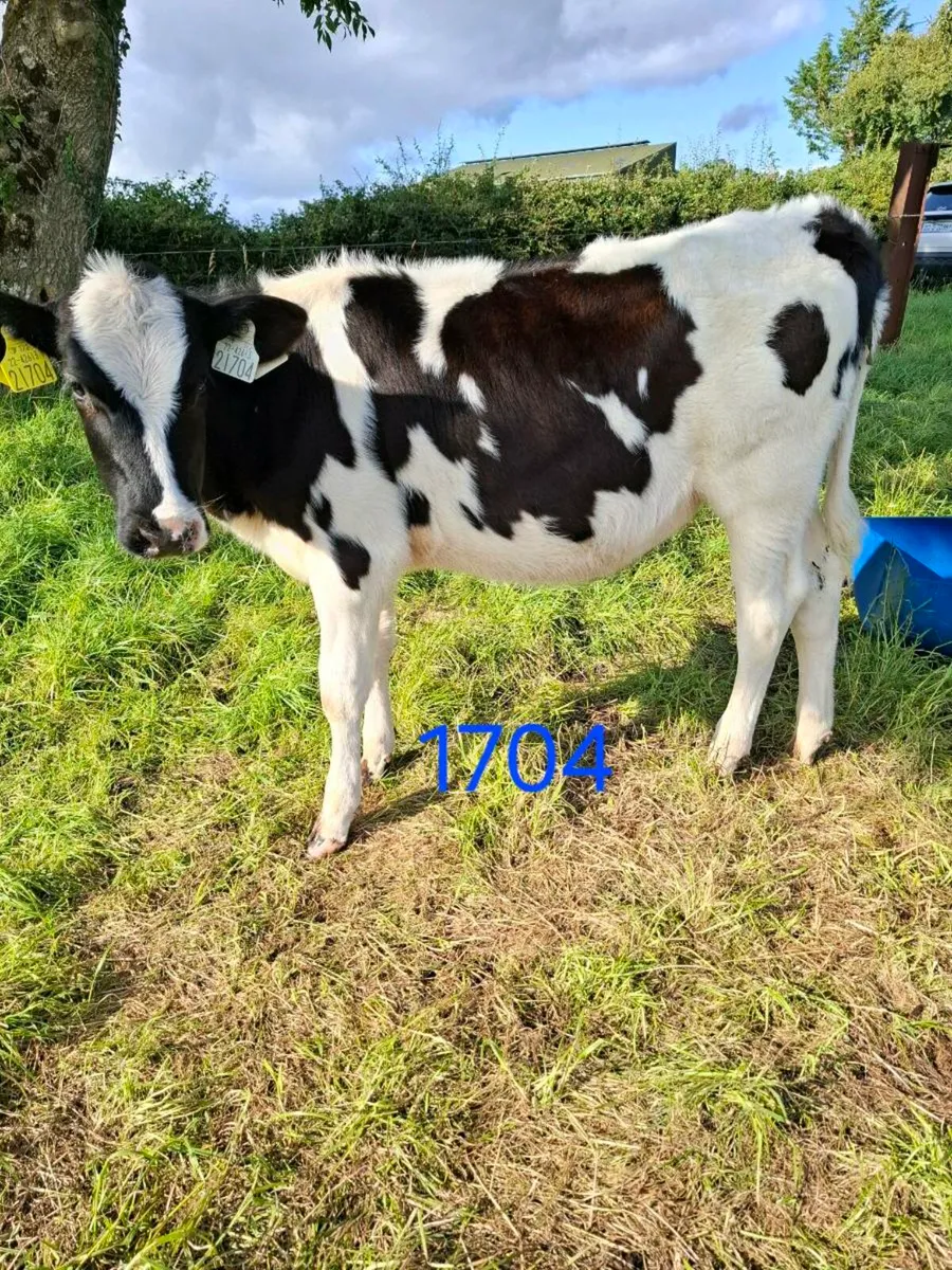 4-5 month FR Heifer calves - Image 2