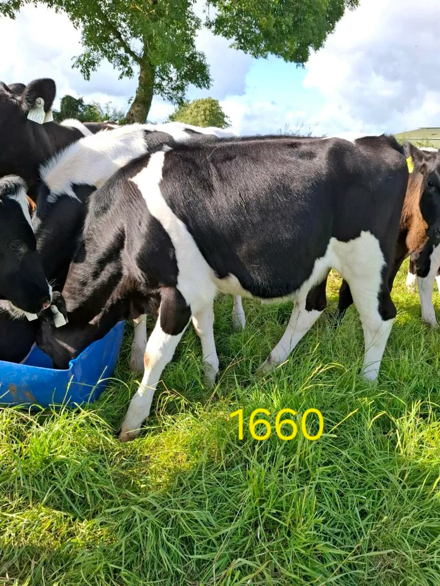 4-5 month FR Heifer calves - Image 3