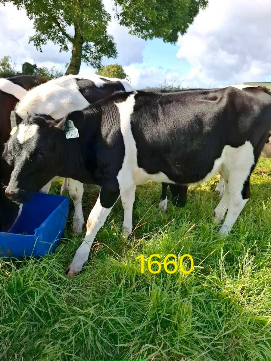 4-5 month FR Heifer calves - Image 4
