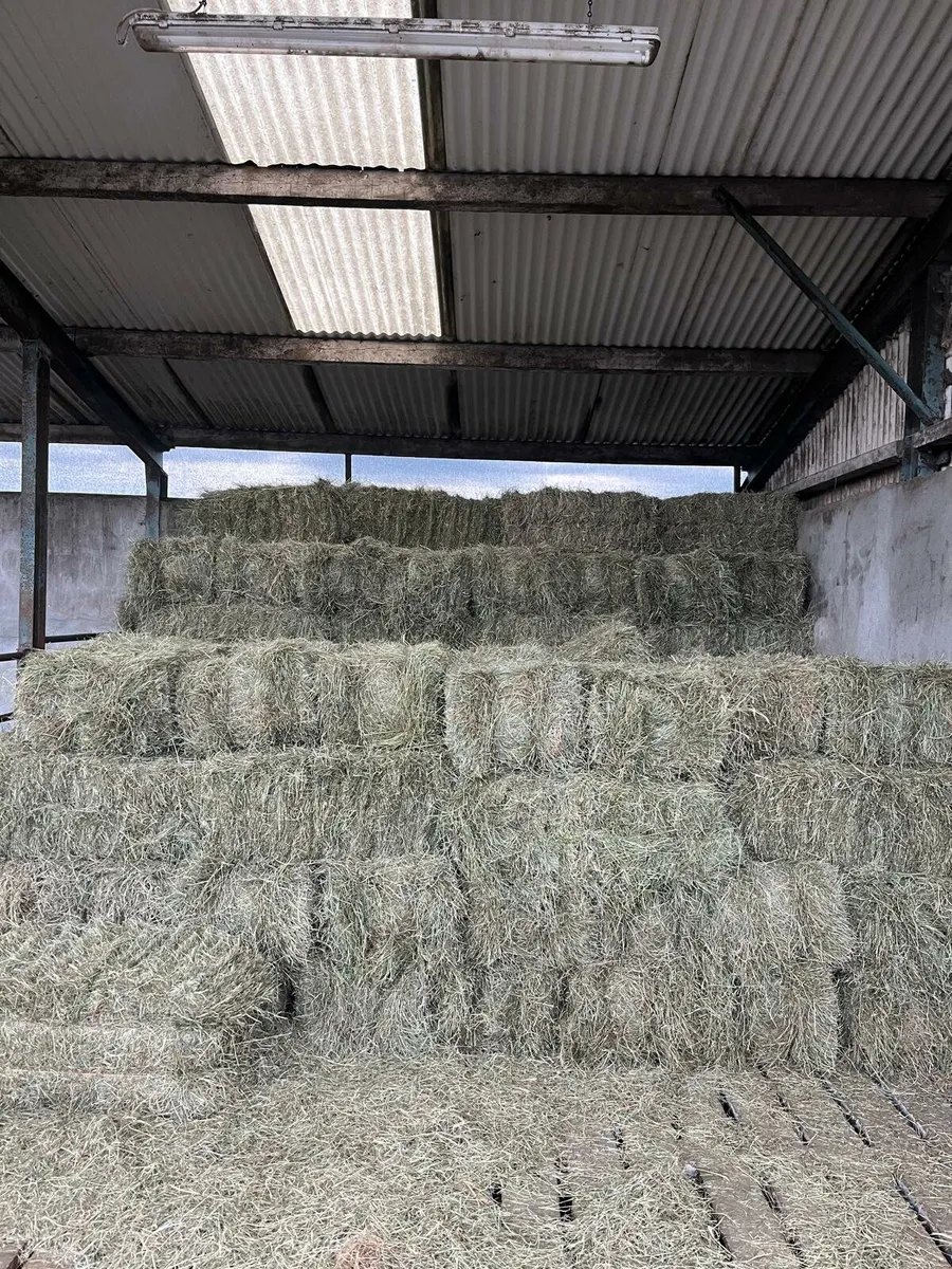 Square bales of hay - Image 1