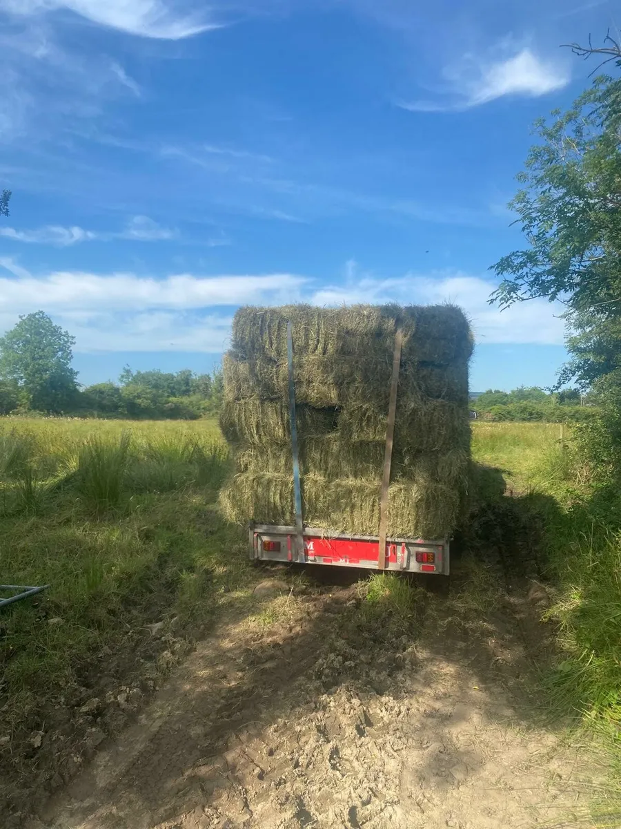 Square bales of hay - Image 2