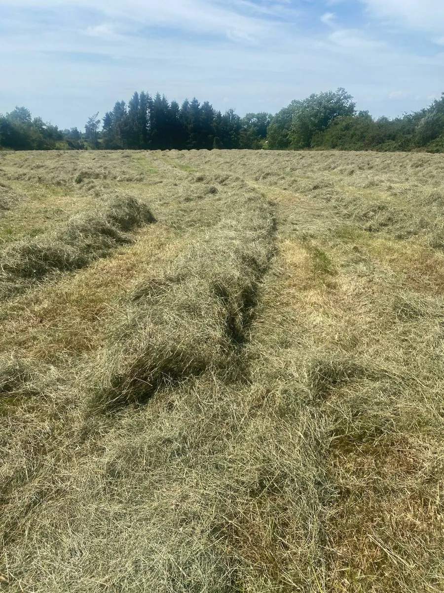 Square bales of hay - Image 3
