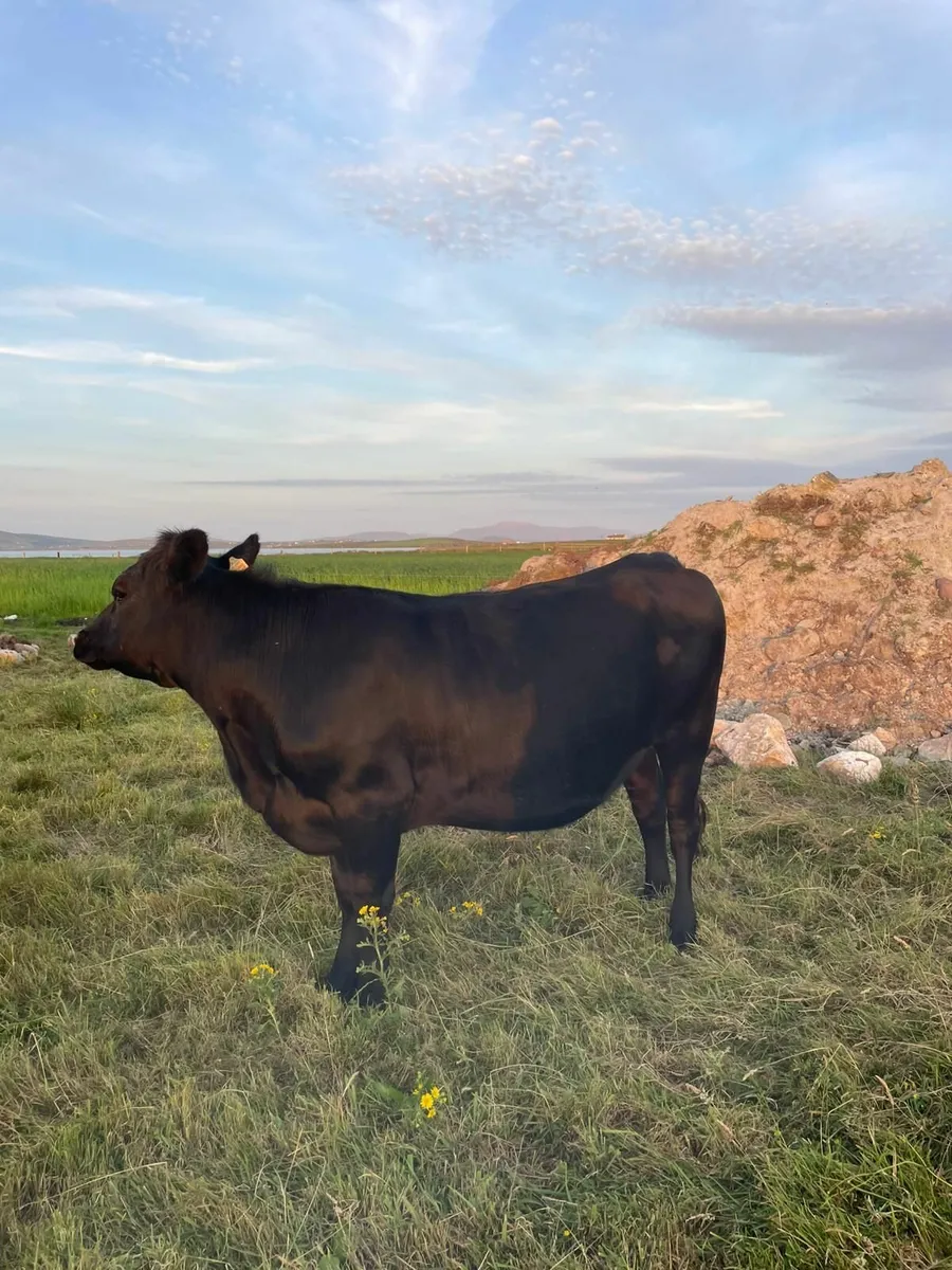 Heifer - Image 1