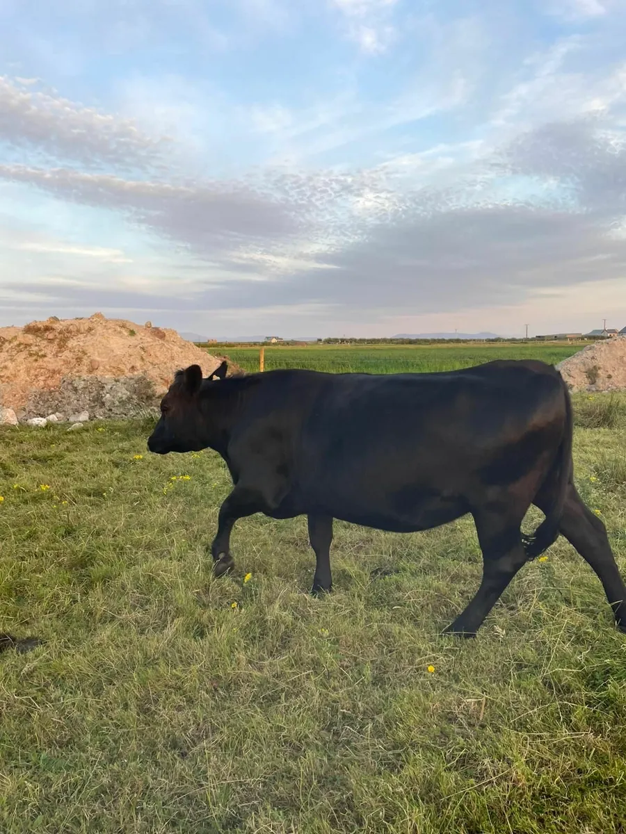 Heifer - Image 2