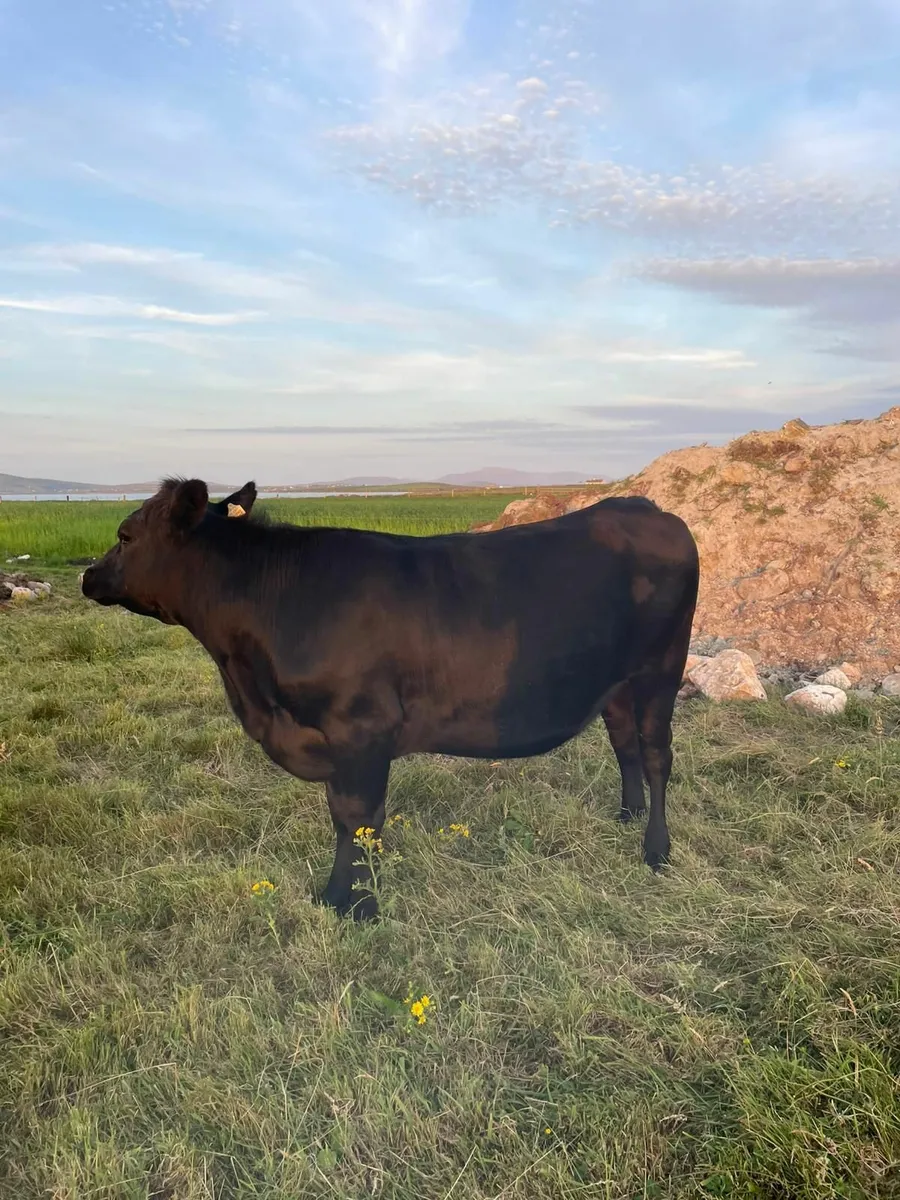 Heifer - Image 3