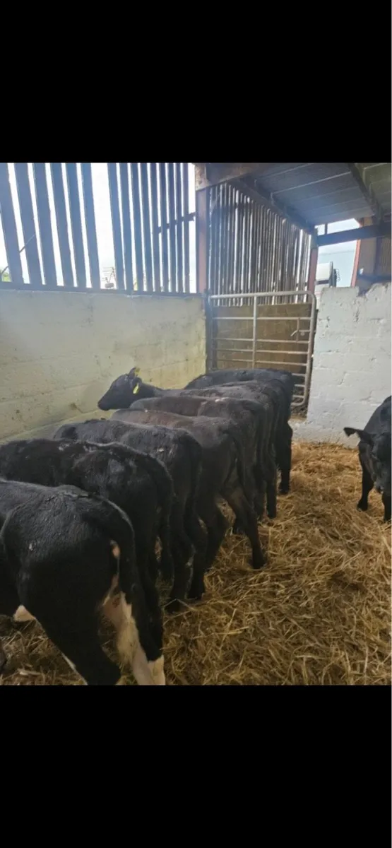 20 aax an white head runners - Image 2