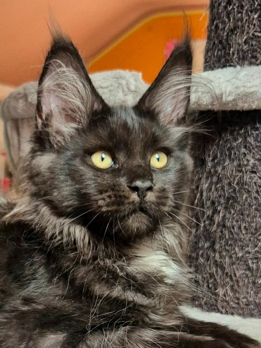 Maine coon kittens gccf reg - Image 1