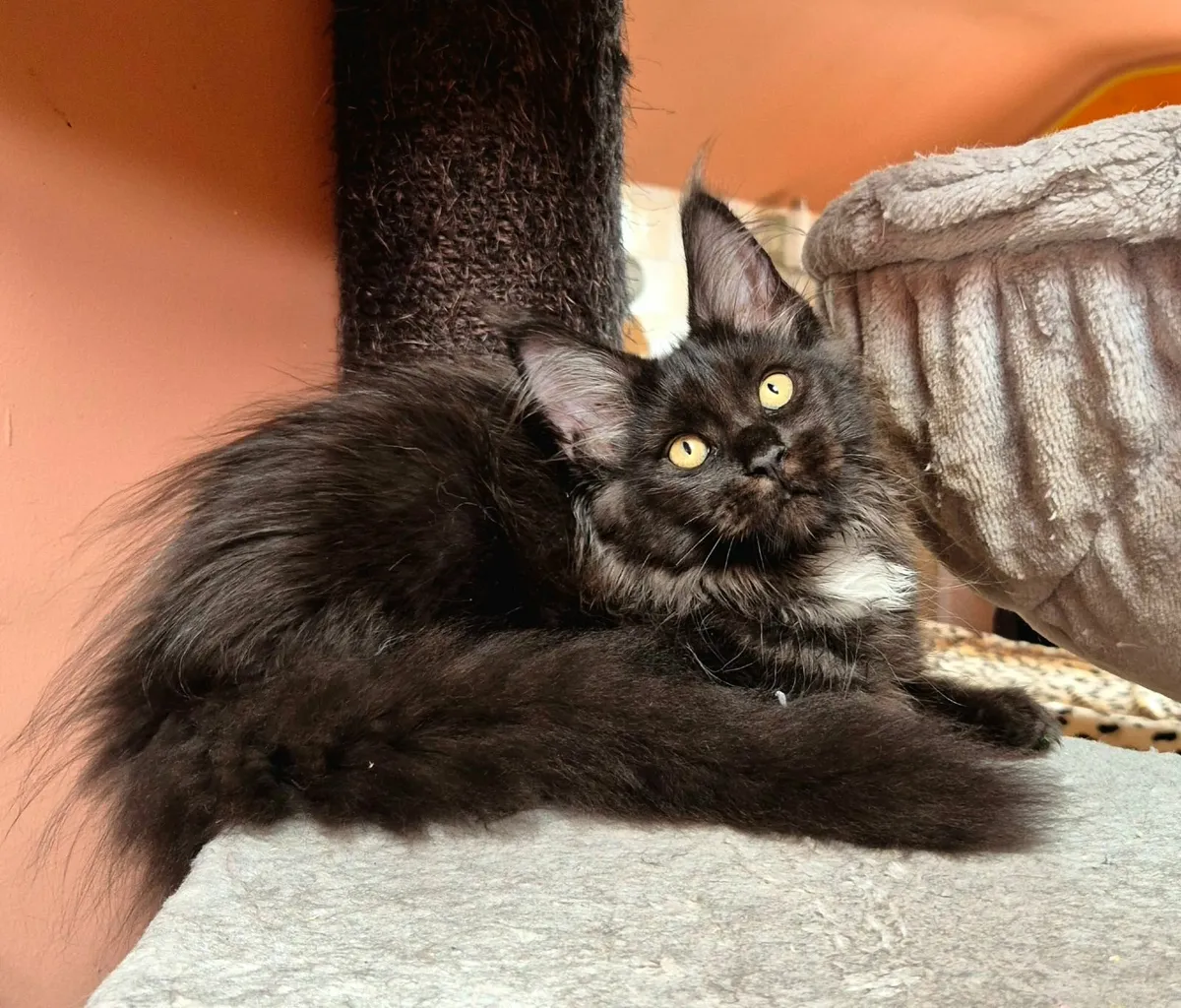 Maine coon kittens gccf reg - Image 2