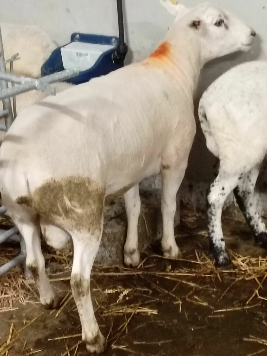 Sheep - Image 1