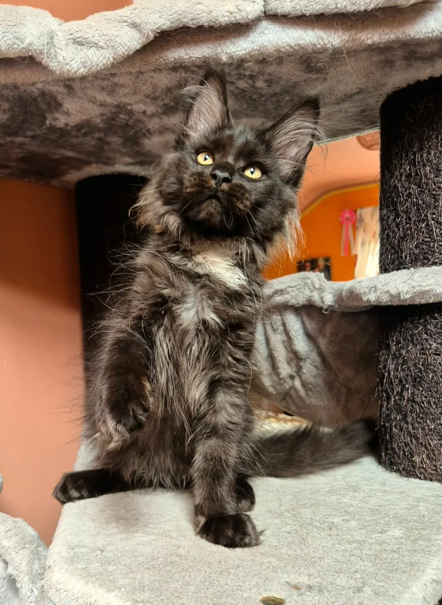 Maine coon kittens gccf reg - Image 3