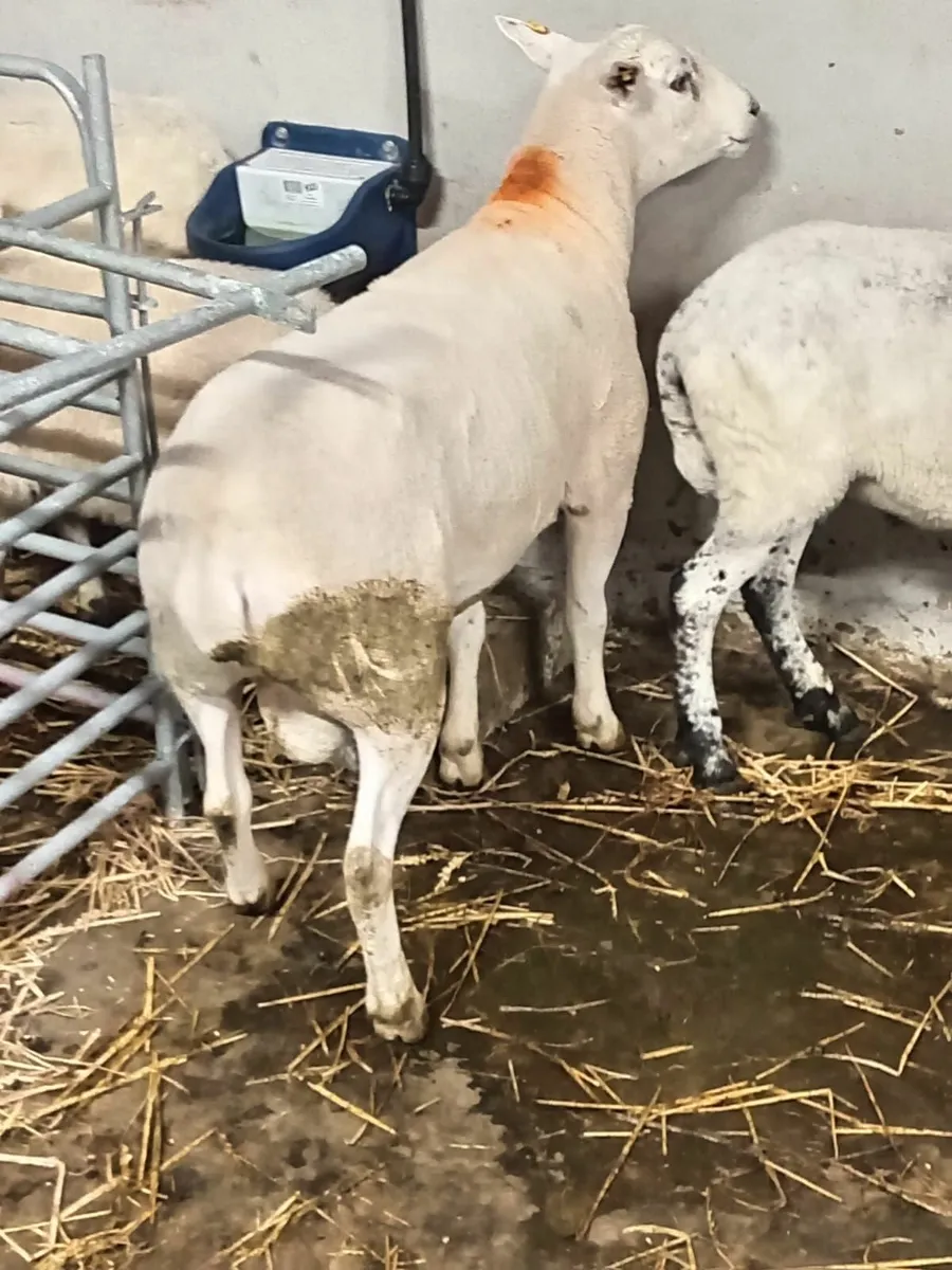 Sheep - Image 2
