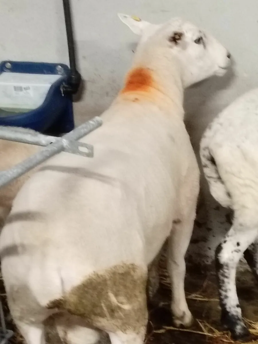 Sheep - Image 3