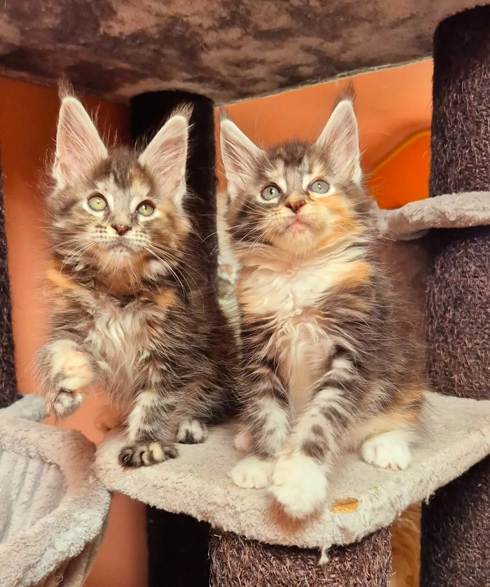 Maine coon kittens gccf reg - Image 4