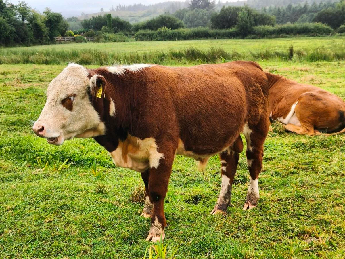 HE PBR Organic Bull - Image 1