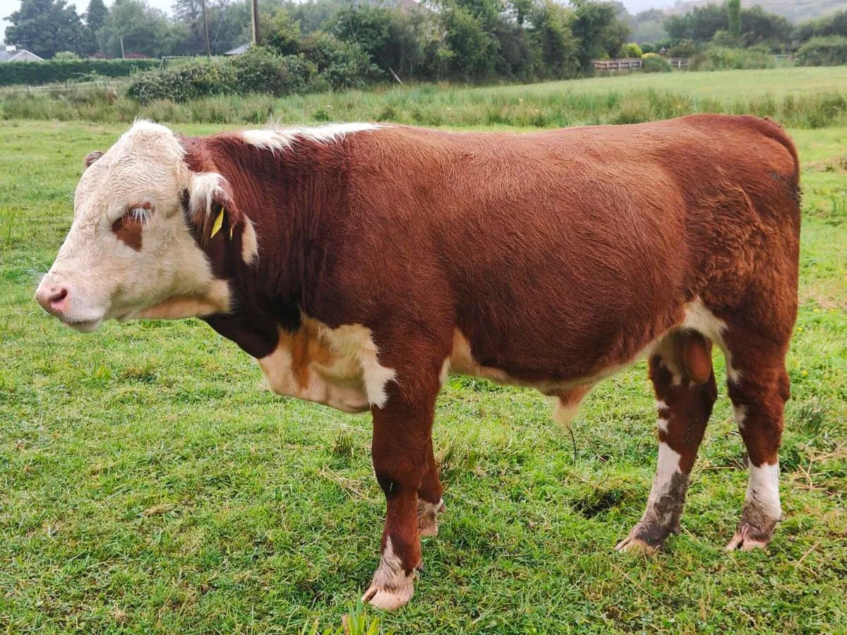 HE PBR Organic Bull - Image 3
