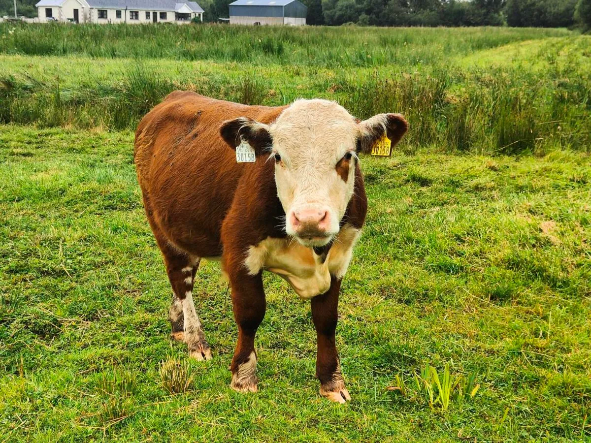 HE PBR Organic Bull - Image 4
