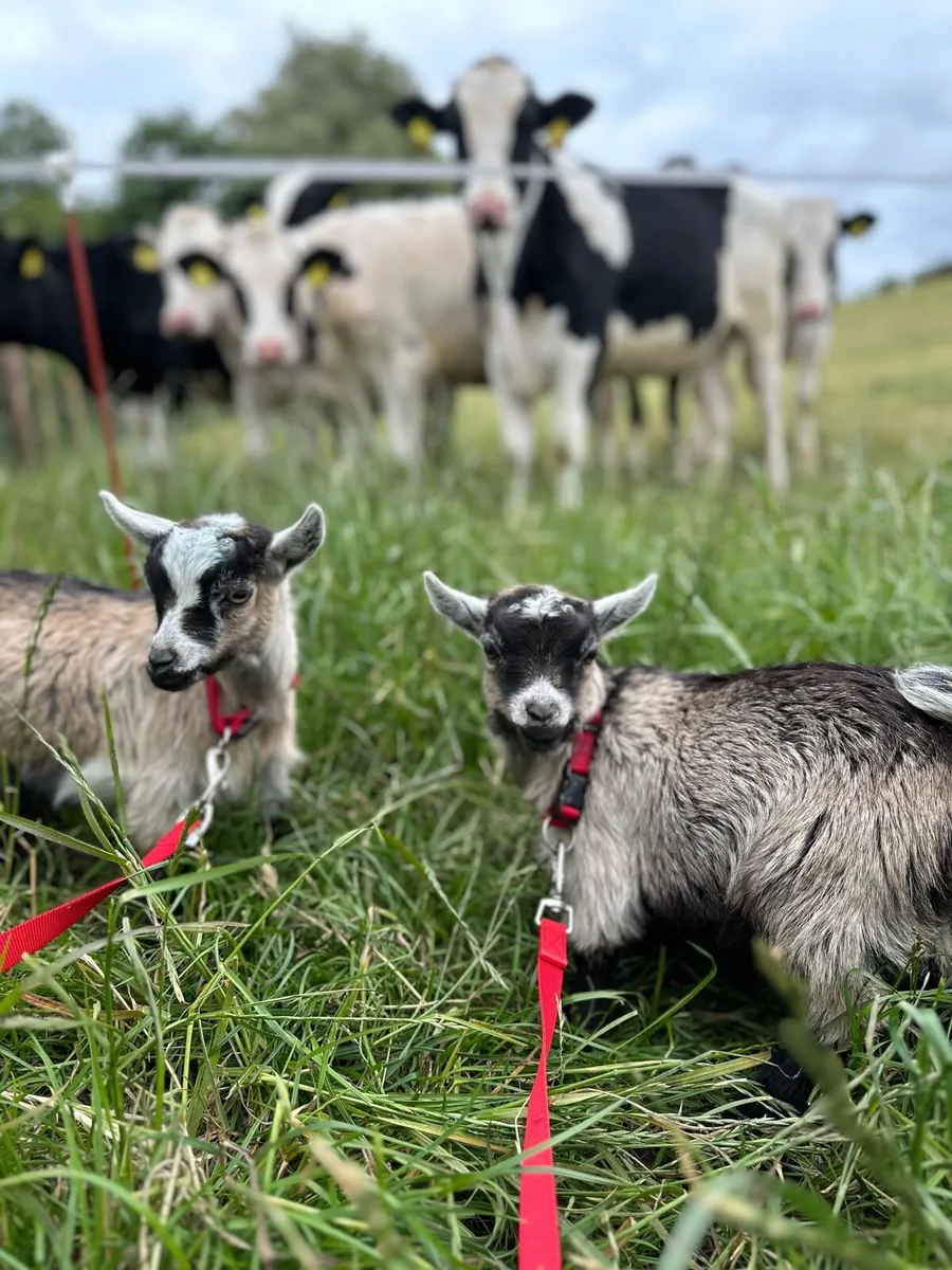 Pygmy goats - Image 2