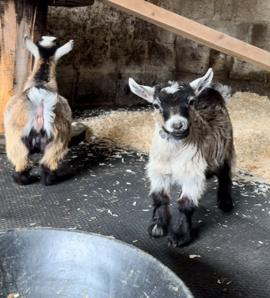 Pygmy goats - Image 1