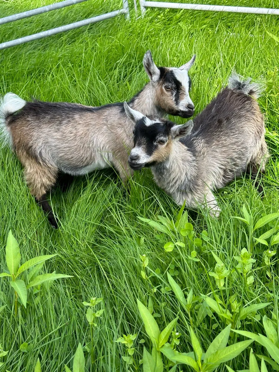 Pygmy goats - Image 3