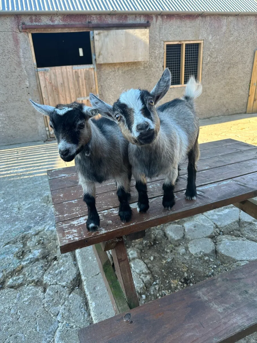 Pygmy goats - Image 4