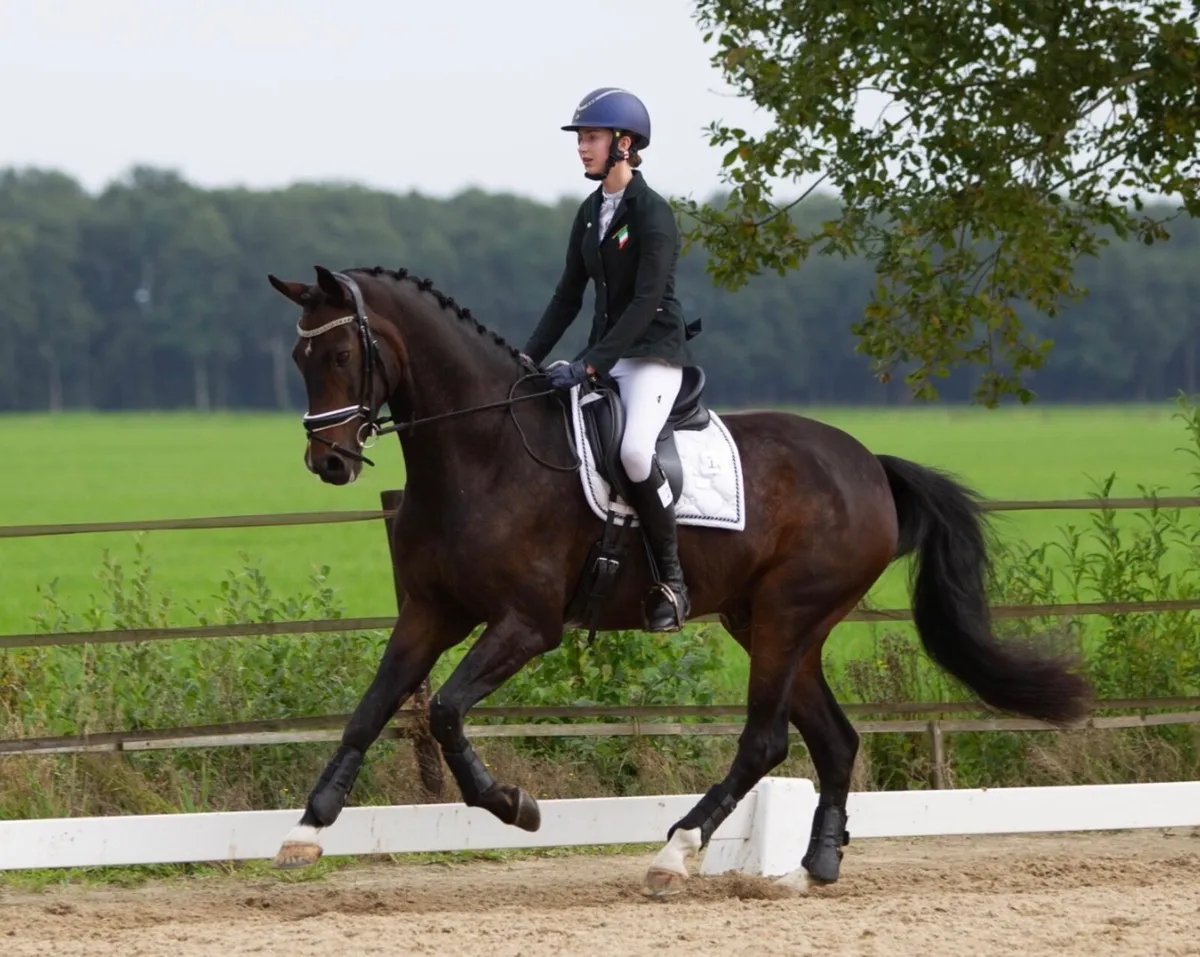 Experienced Equestrian Riding Services - Image 2
