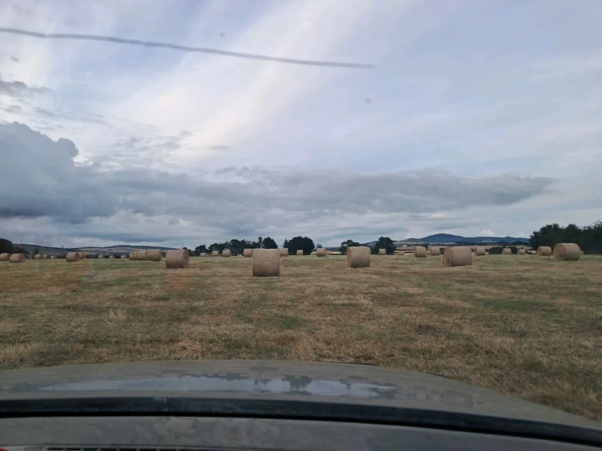 Hay - Image 1