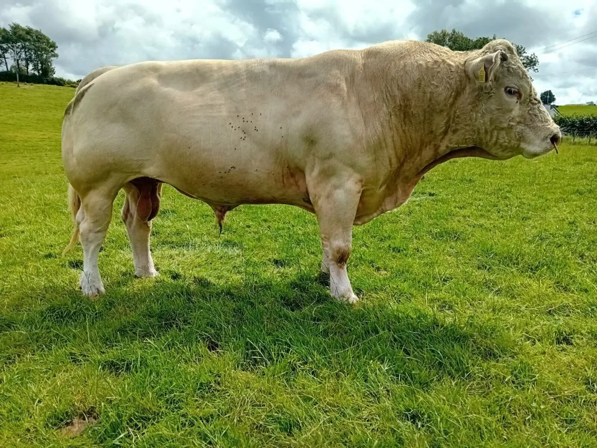 Charolais Bull (son of Vagabond) - Image 1