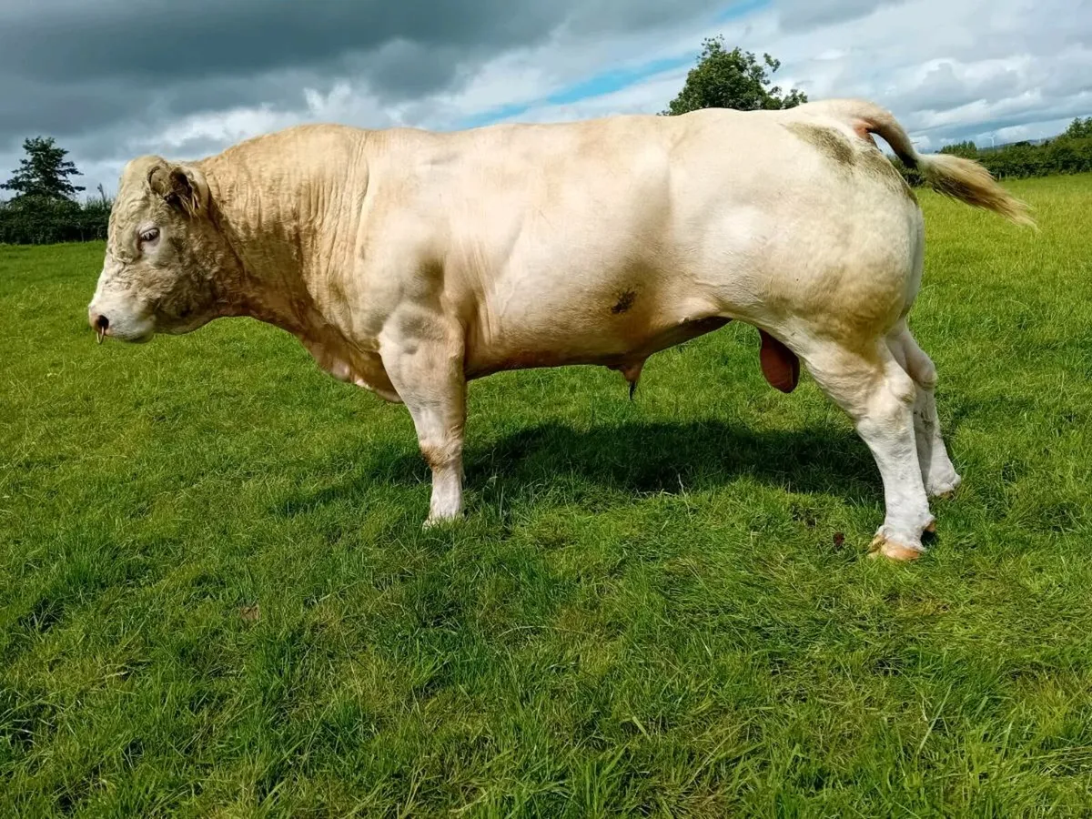 Charolais Bull (son of Vagabond) - Image 2
