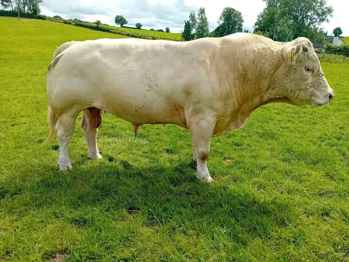 Charolais Bull (son of Vagabond) - Image 3