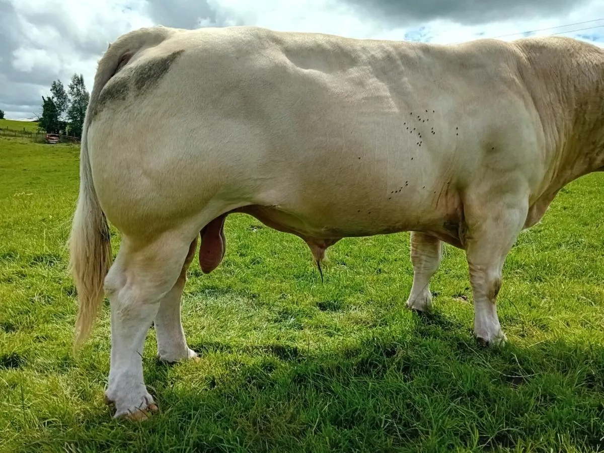 Charolais Bull (son of Vagabond) - Image 4