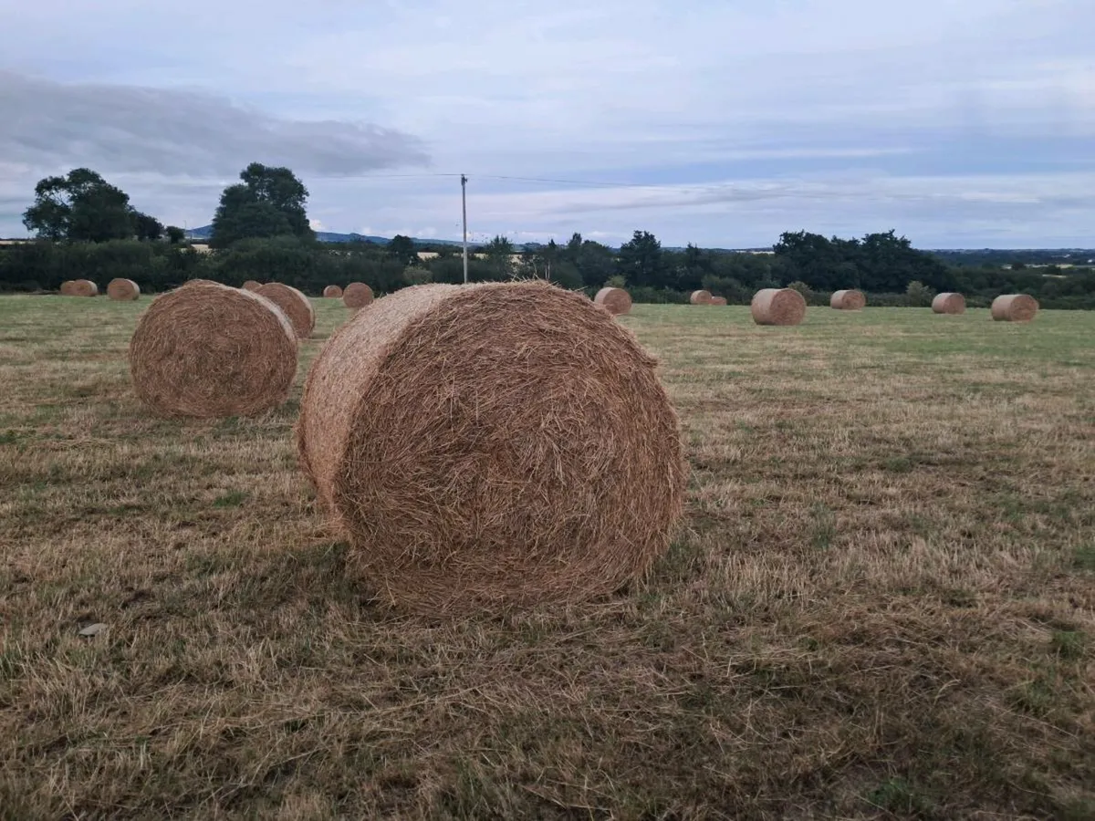 Hay - Image 1
