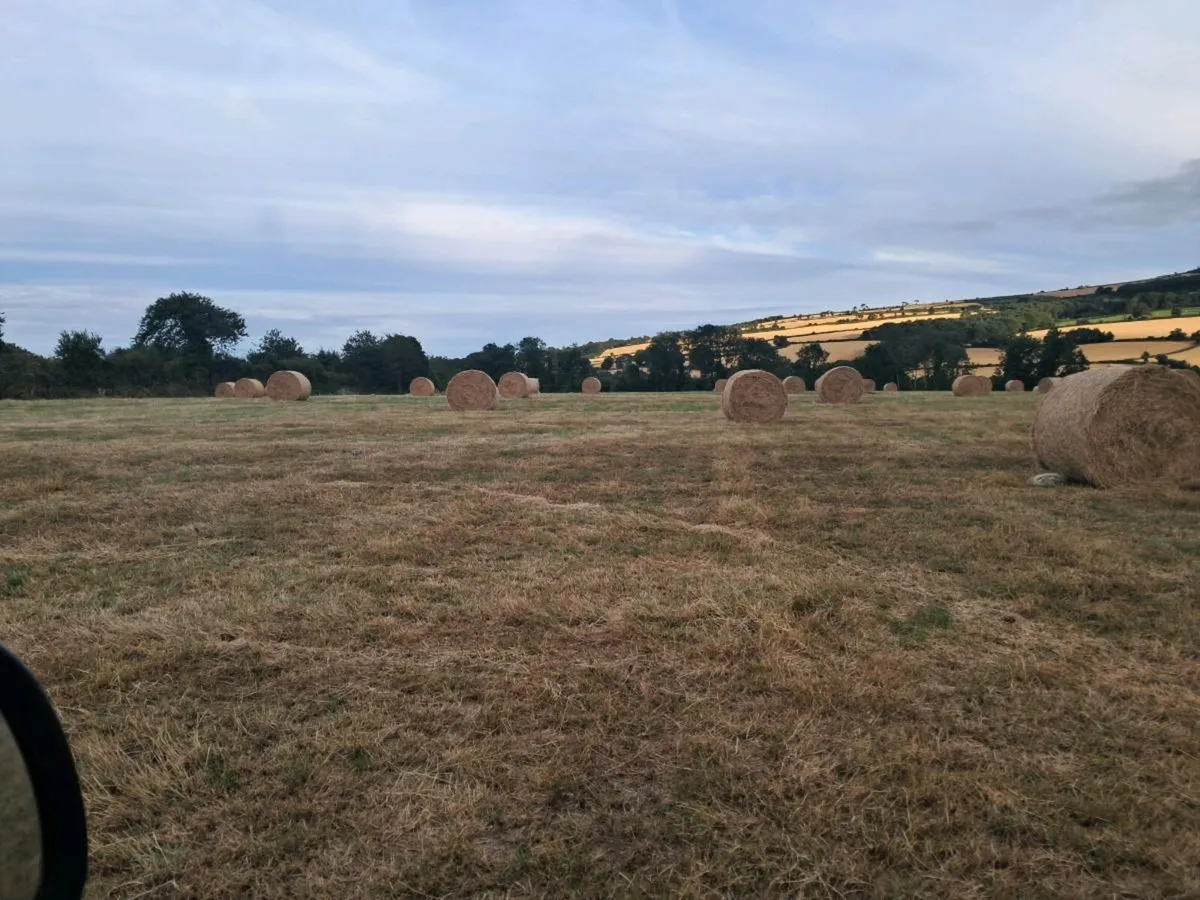 Hay - Image 4
