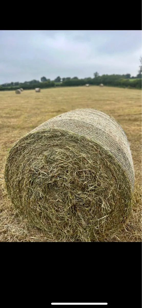 Bales of haylage - Image 1