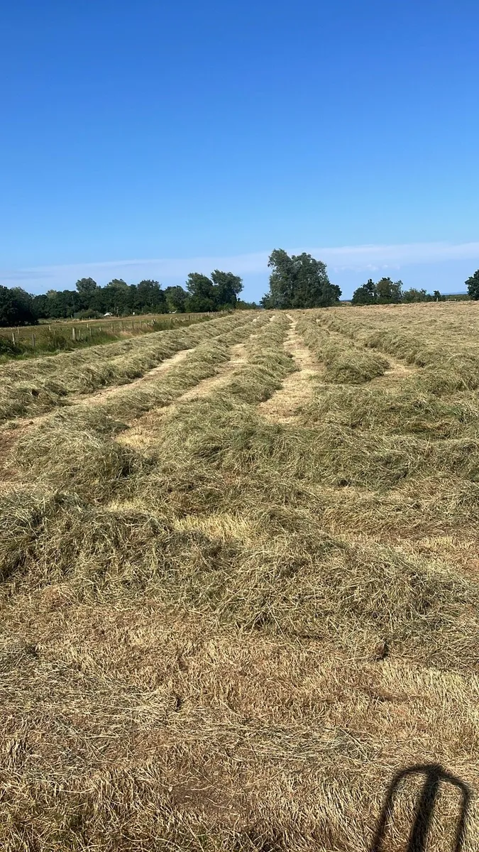 Bales of haylage - Image 2