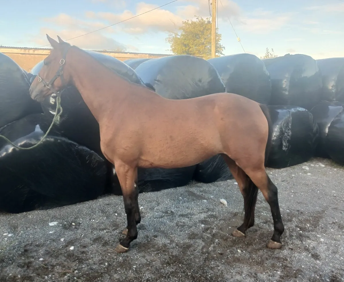 Quailty 4 year- old - ISH-Gelding - Image 1