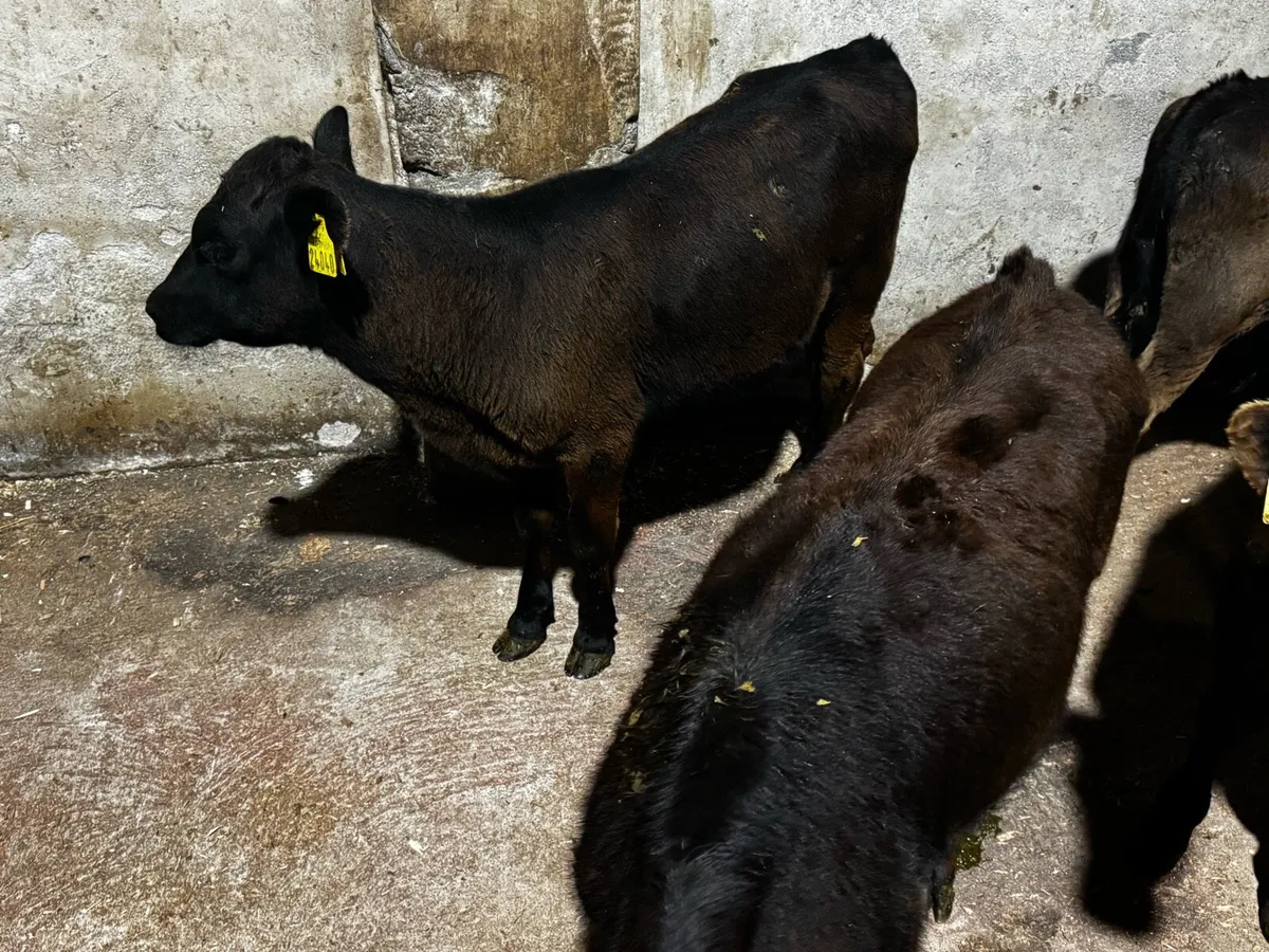 Jan/Feb Born Angus Bull Runners - Image 1