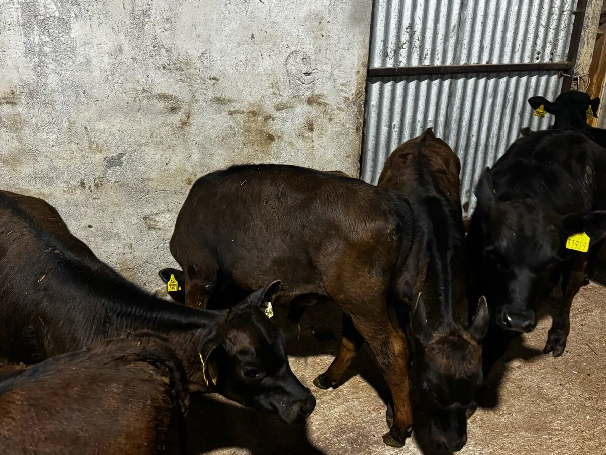 Jan/Feb Born Angus Bull Runners - Image 2