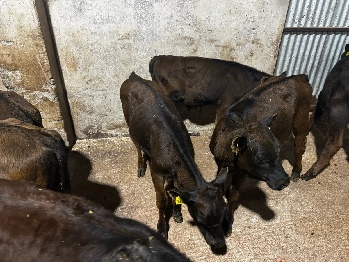 Jan/Feb Born Angus Bull Runners - Image 4