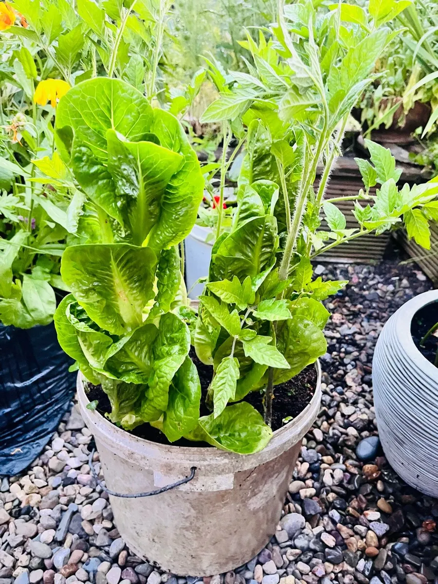 For sale plants in the big buckets - Image 3