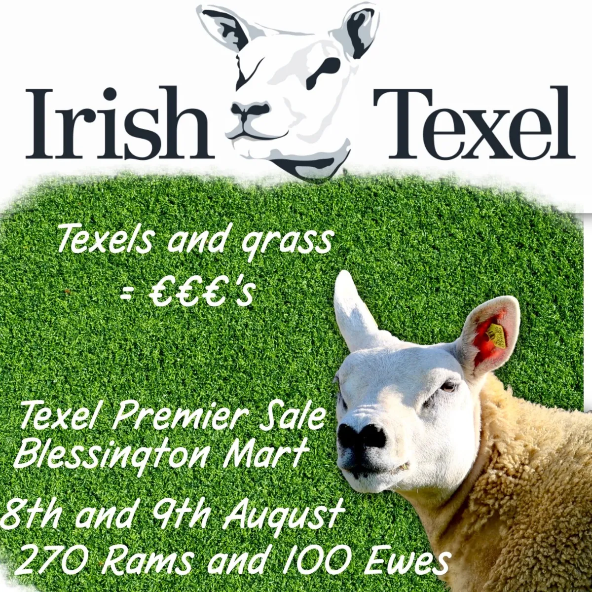 Irish Texel Prmeier