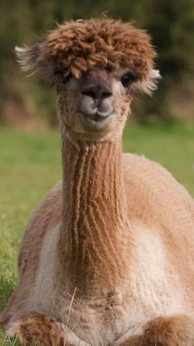 Alpacas - Image 2