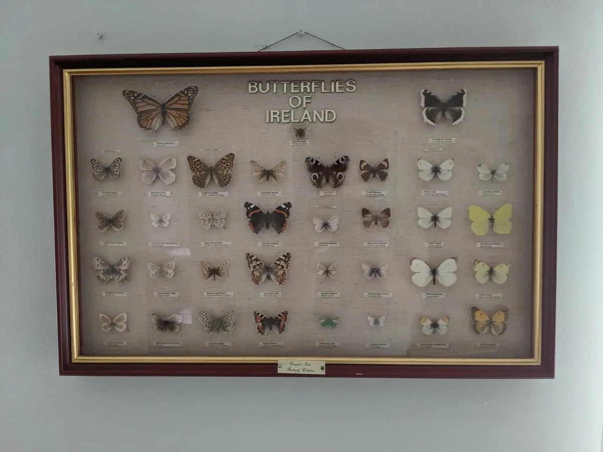 Irish Butterfly collection - Image 2